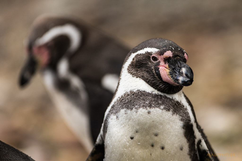 Humboldt-Pinguin Portrait