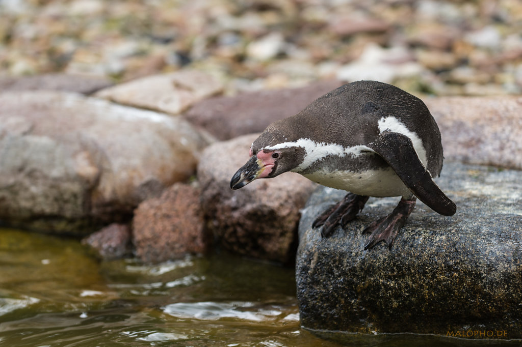 Humboldt-Pinguin Sprung-1