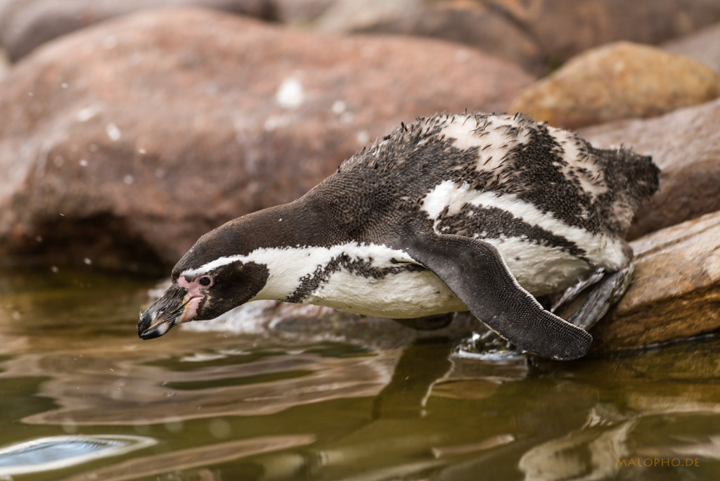 Humboldt-Pinguin Sprung-2