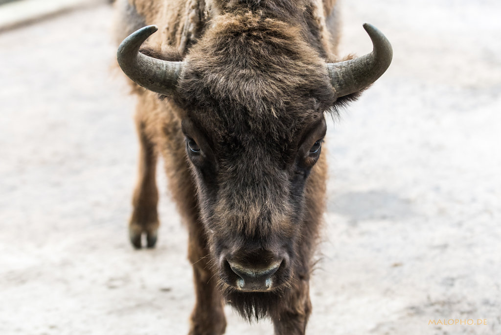 Wisent