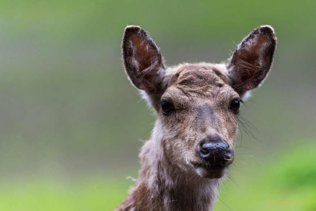 Wildpark Lüneburger Heide 2015