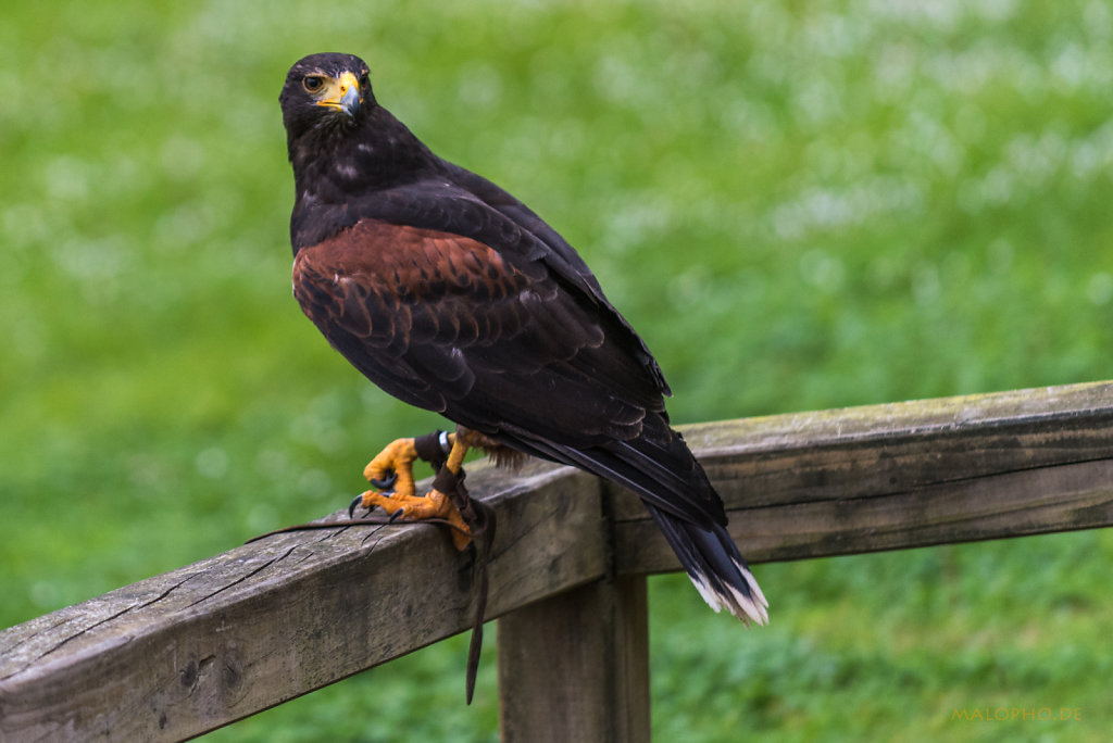 Steppenadler Portrait