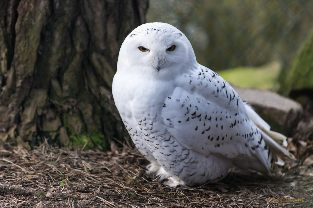 Schneeeule-2