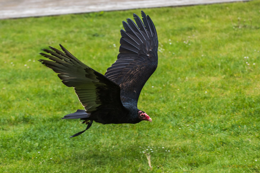 Geierflug