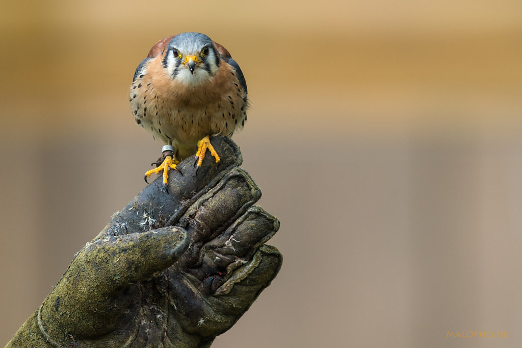 Mini Greifvogel