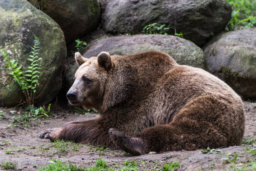 Braunbär