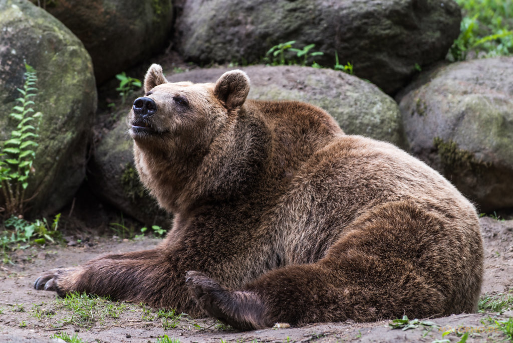 Braunbär