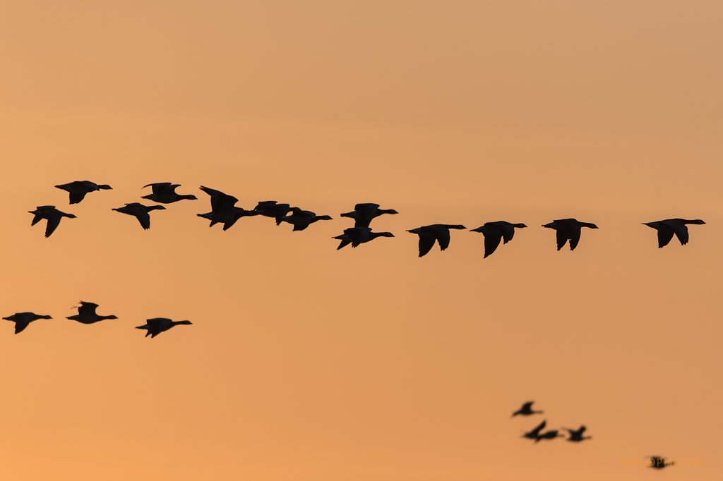 Gänse Silhouetten