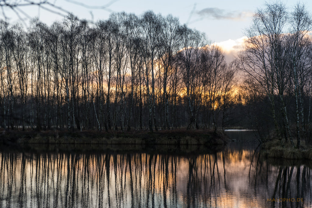 Birken Sonnenaufgang