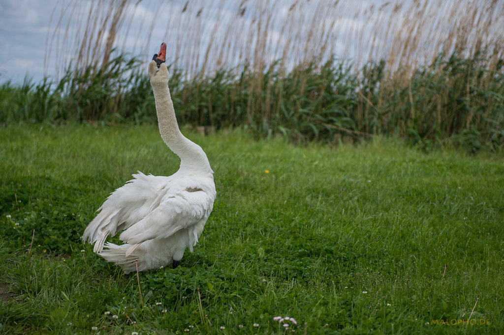 Schwan 1