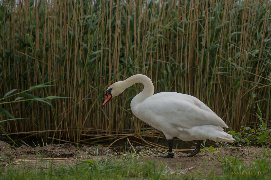 Schwan 2