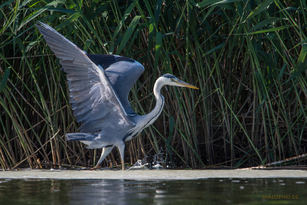 Reiher im Schilf