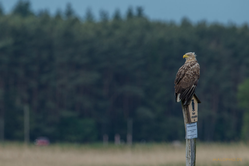 Naturschutzadler 1