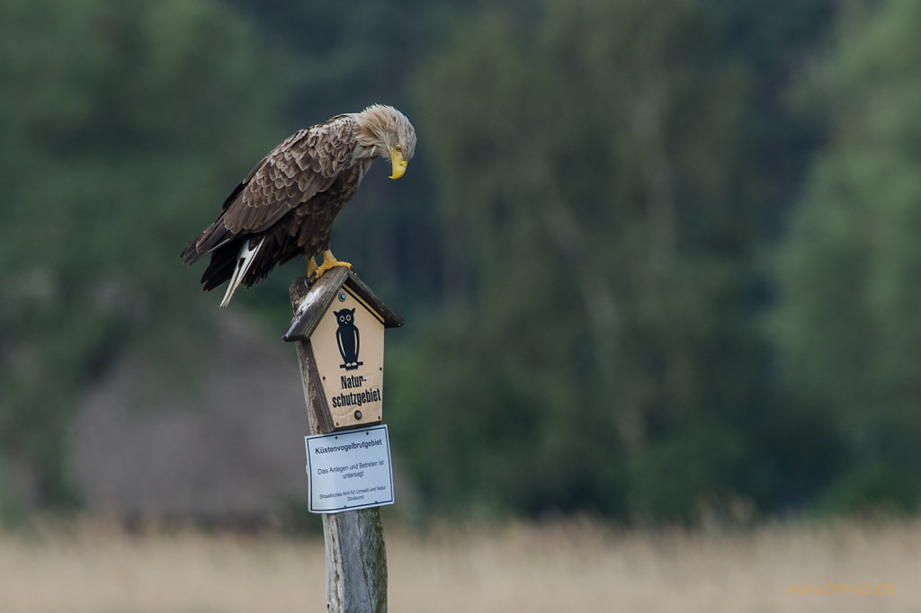 Naturschutzadler 2