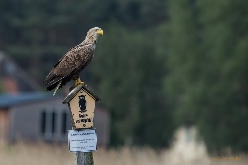 Naturschutzadler 3