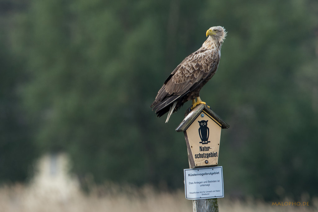 Naturschutzadler 4