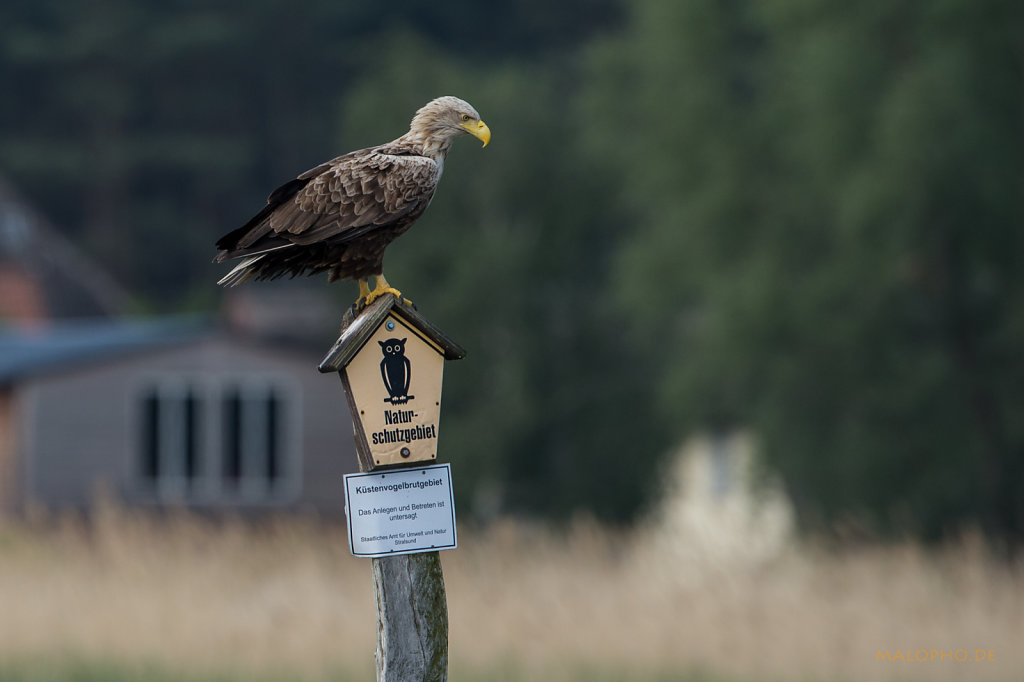 Naturschutzadler 5