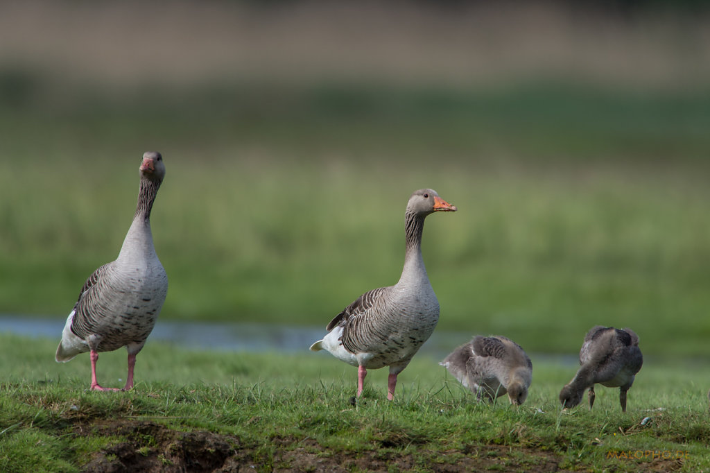 Entenfamilie