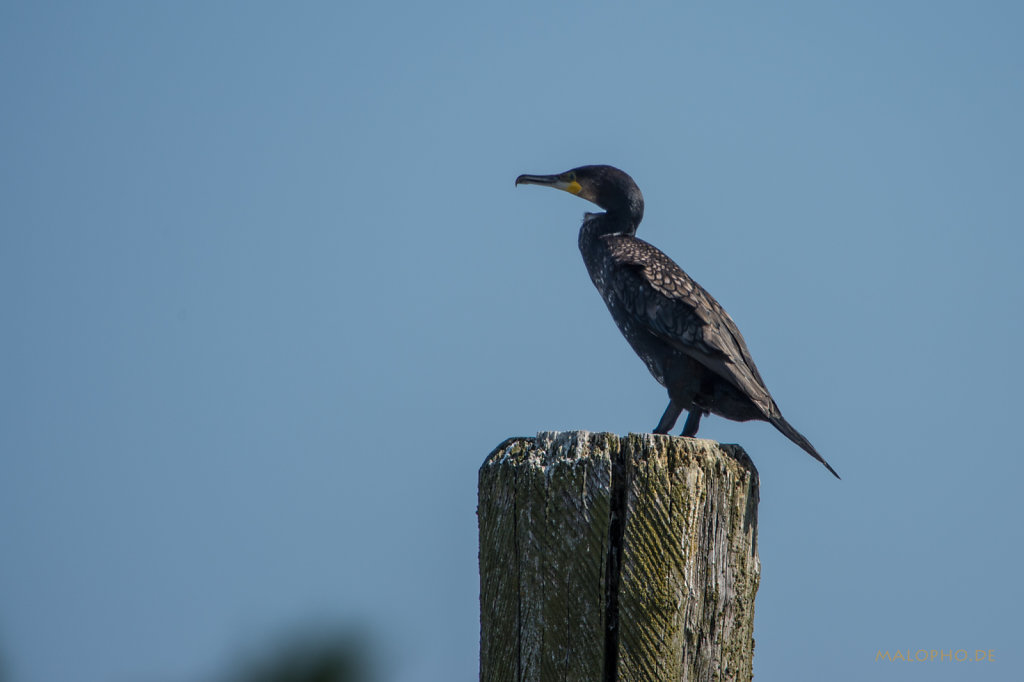 Kormoran