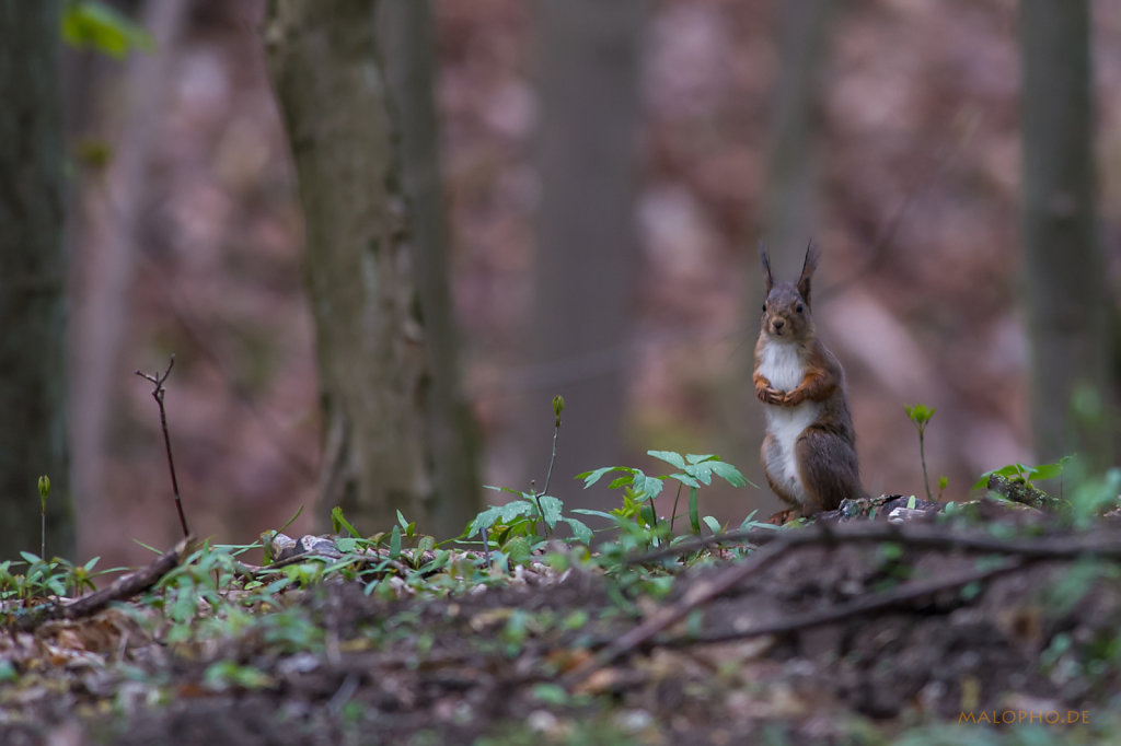 Eichhörnchen Boden-2