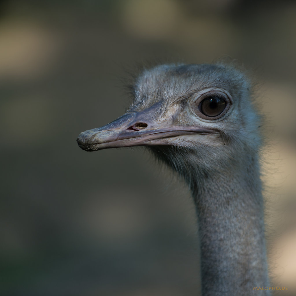 Straußportrait