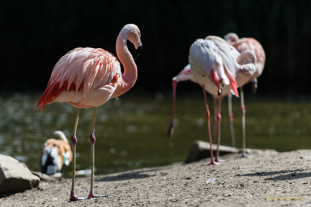 Flamingos