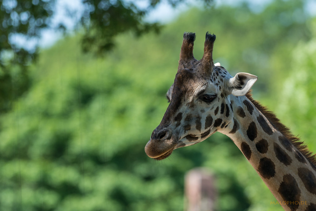 Giraffenportrait