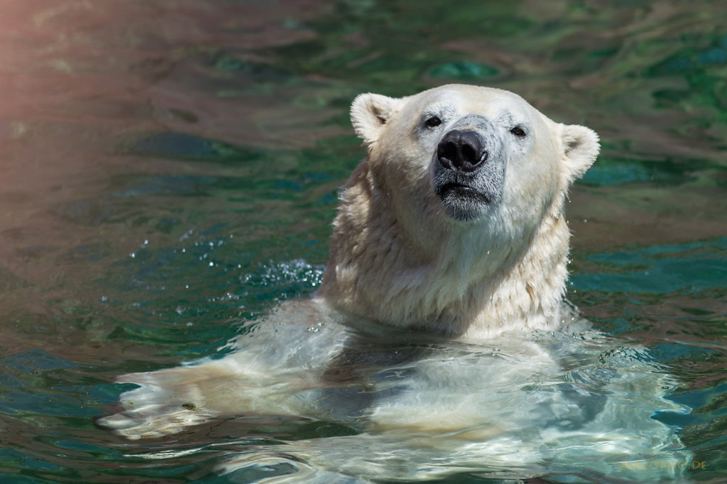 Zoo Hannover 2014