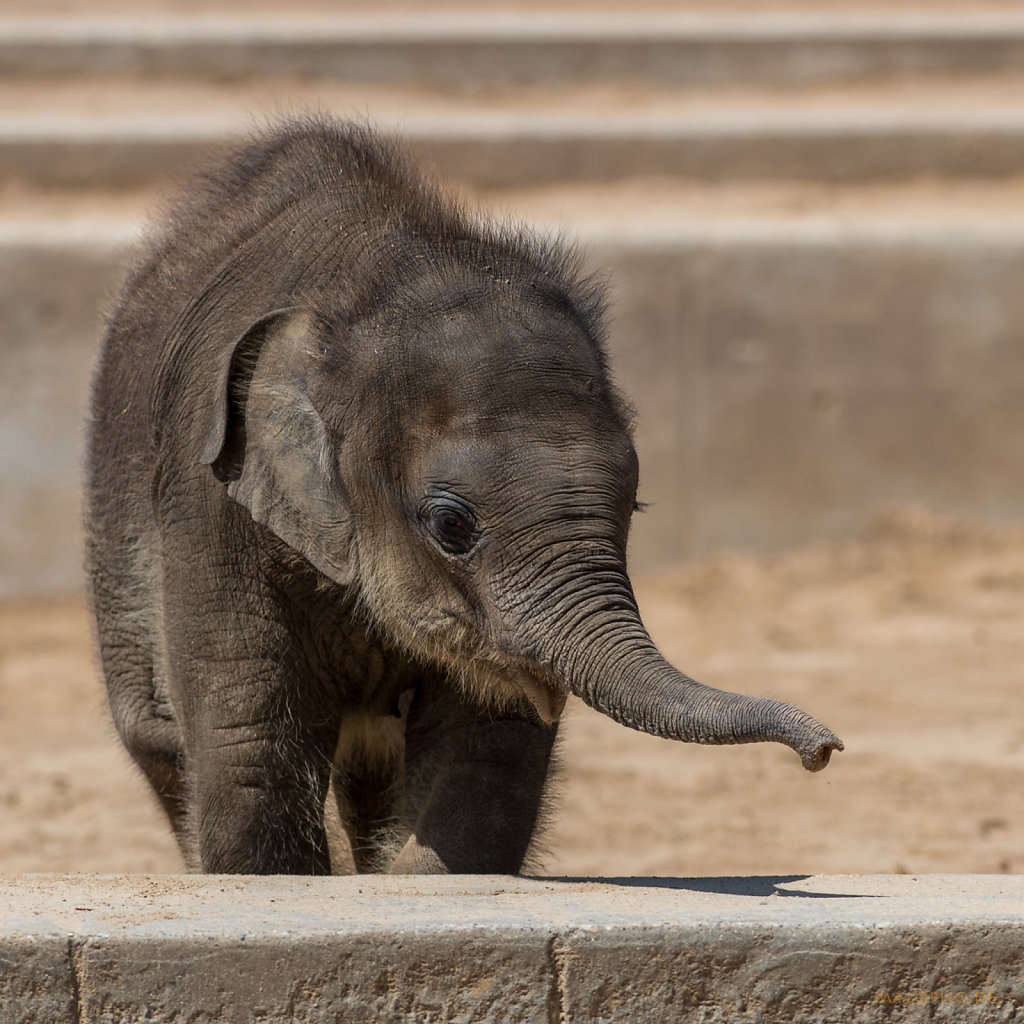 Elefantenbaby-6