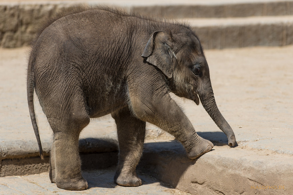 Elefantenbaby-8