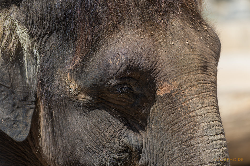 Elefantenauge-4