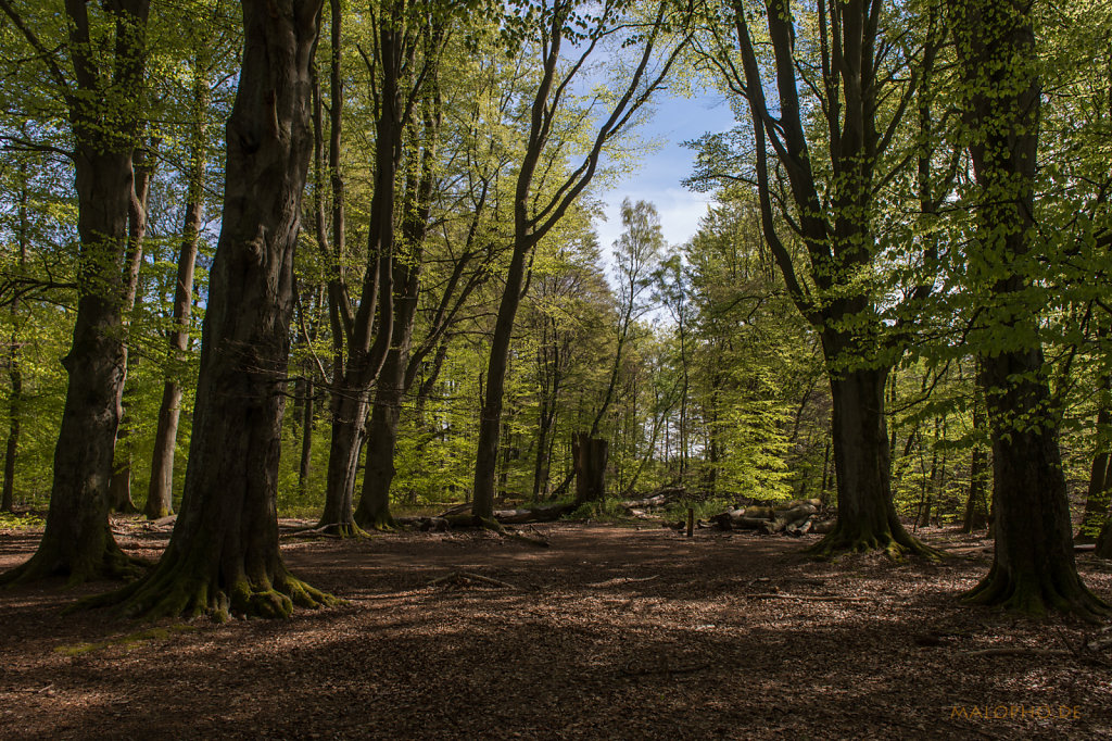 Waldblick