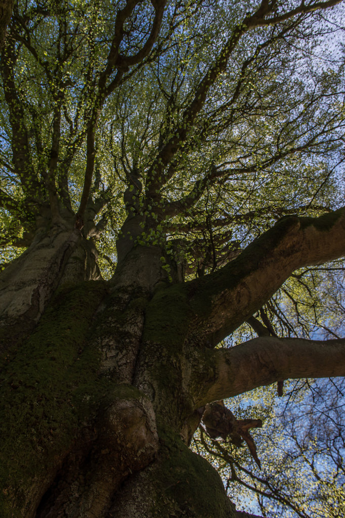 Buchenkrone-2