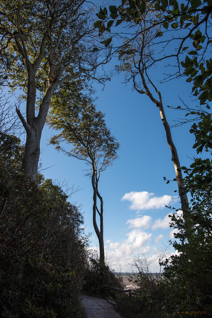 Windflüchter