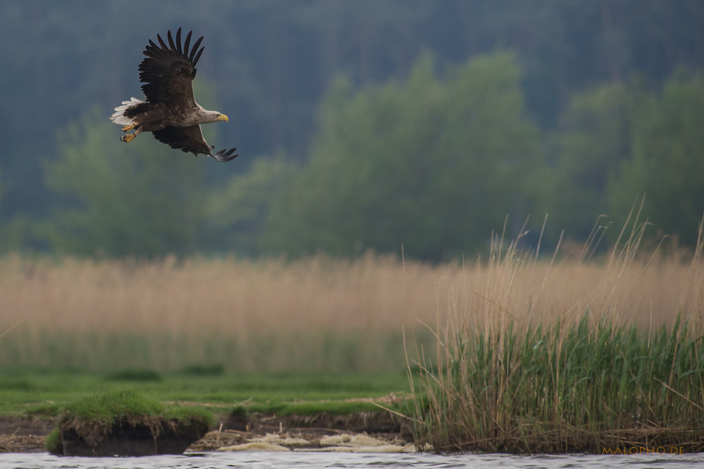 Adler Uferflug