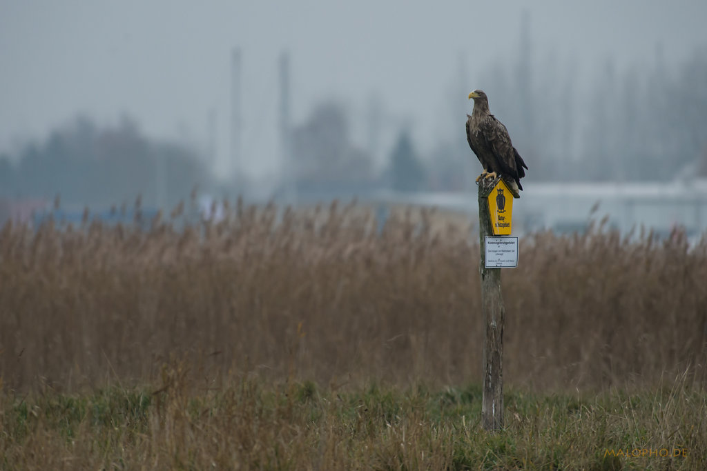 Küstenvogel