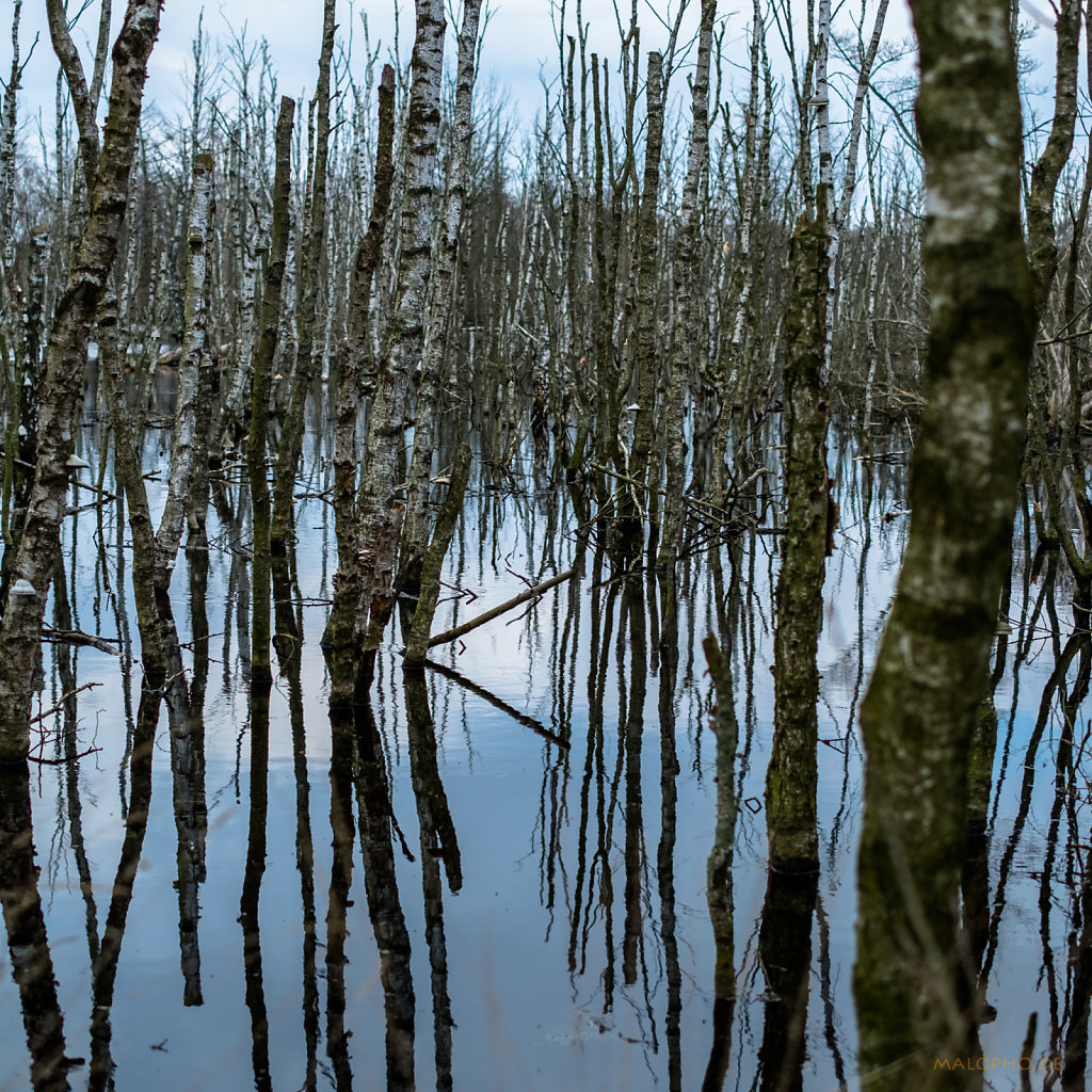 Birkendickicht