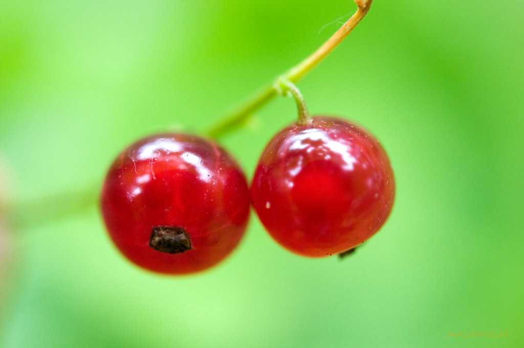 Johannisbeeren