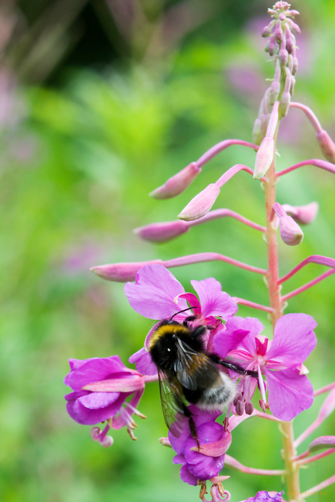 Hummel auf lila Blüte