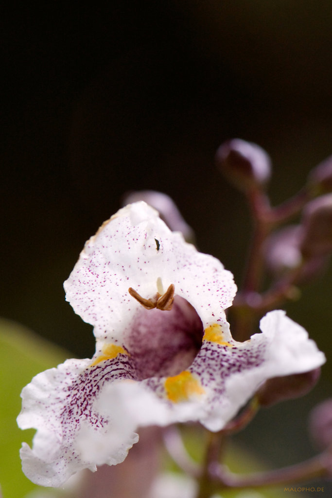 Exotischer Blüte