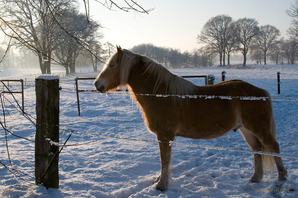 Schneepony