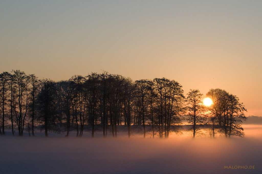 Schwingegänse 2009