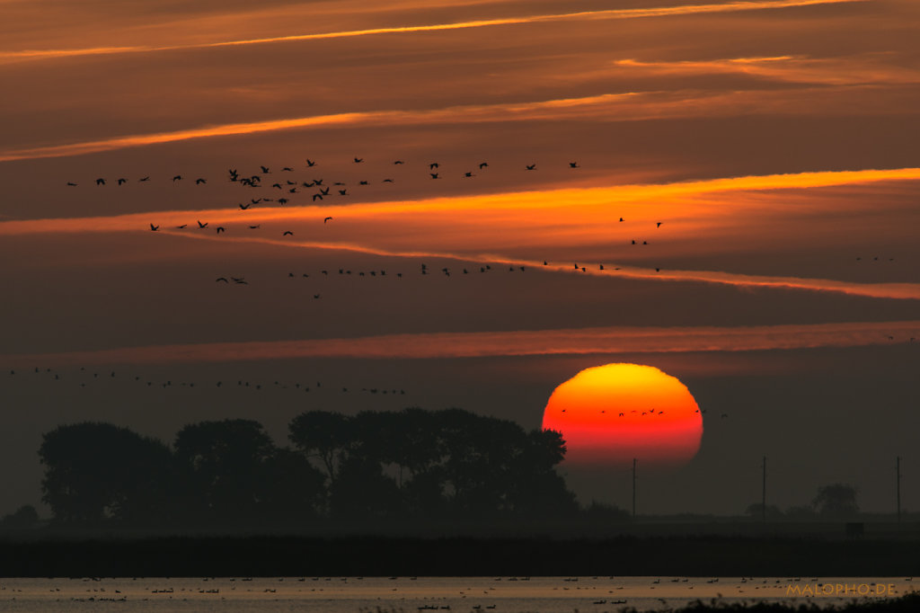 Kranich Sonnenaufgang-3