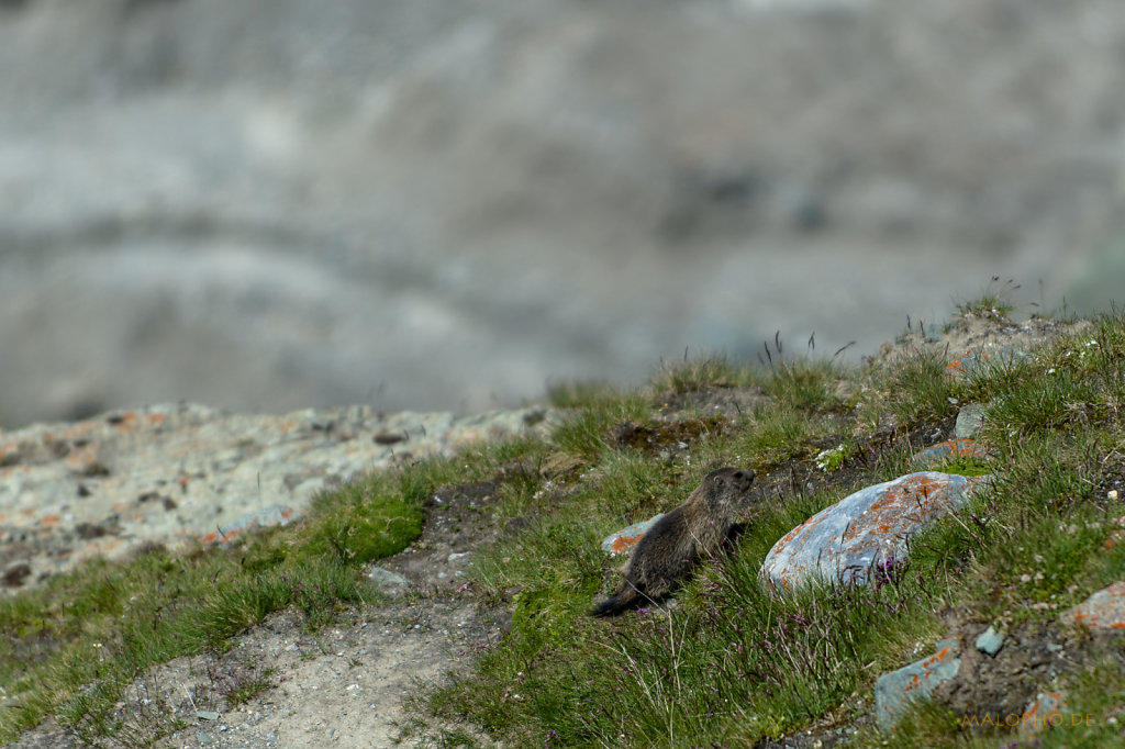 Grossglockner