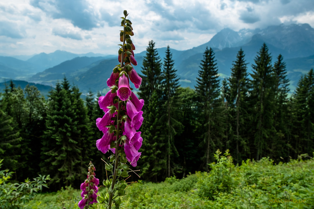 Alpenblumen