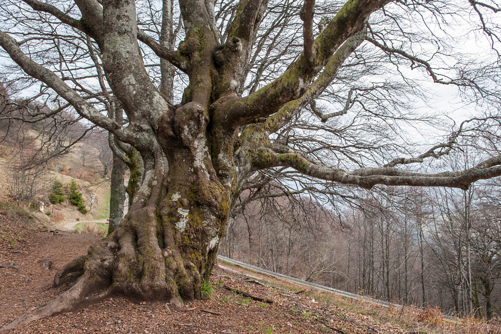 Buche Schauinsland