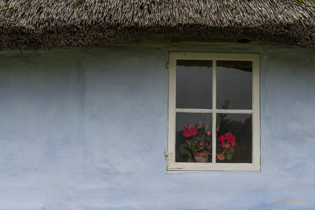 Blumen hinter Fenster