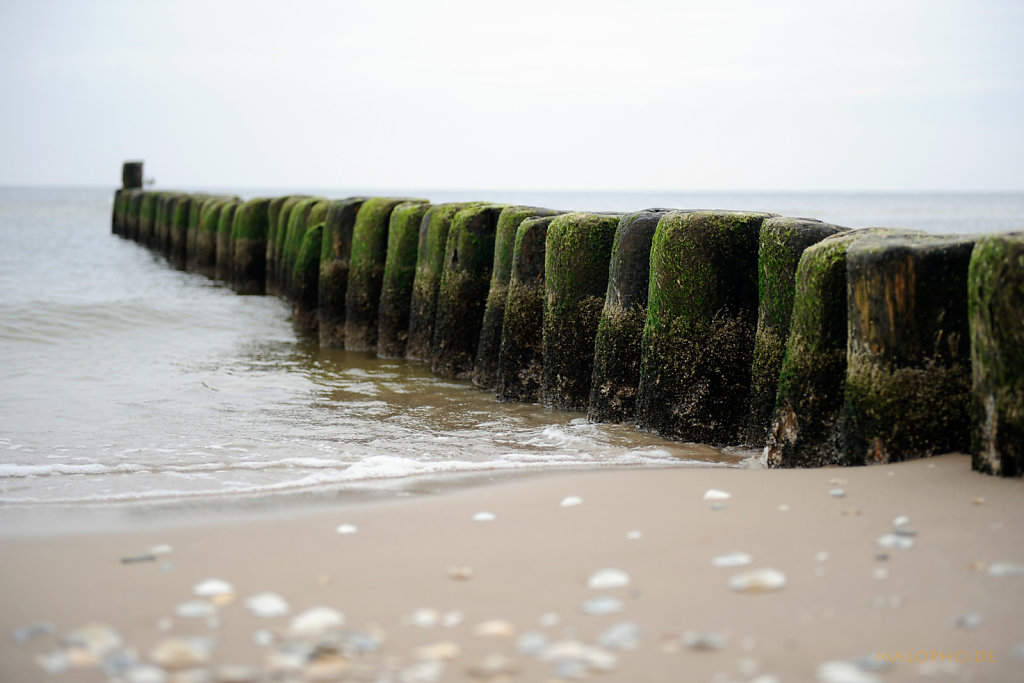 Holz im Wasser