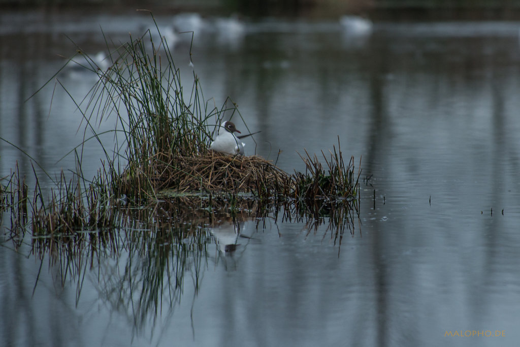 Bruetende Ente