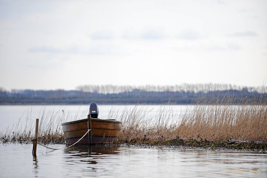 Boot im Schilf